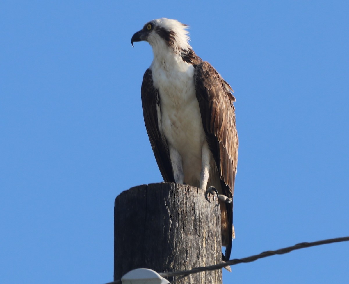 Osprey - ML620427829