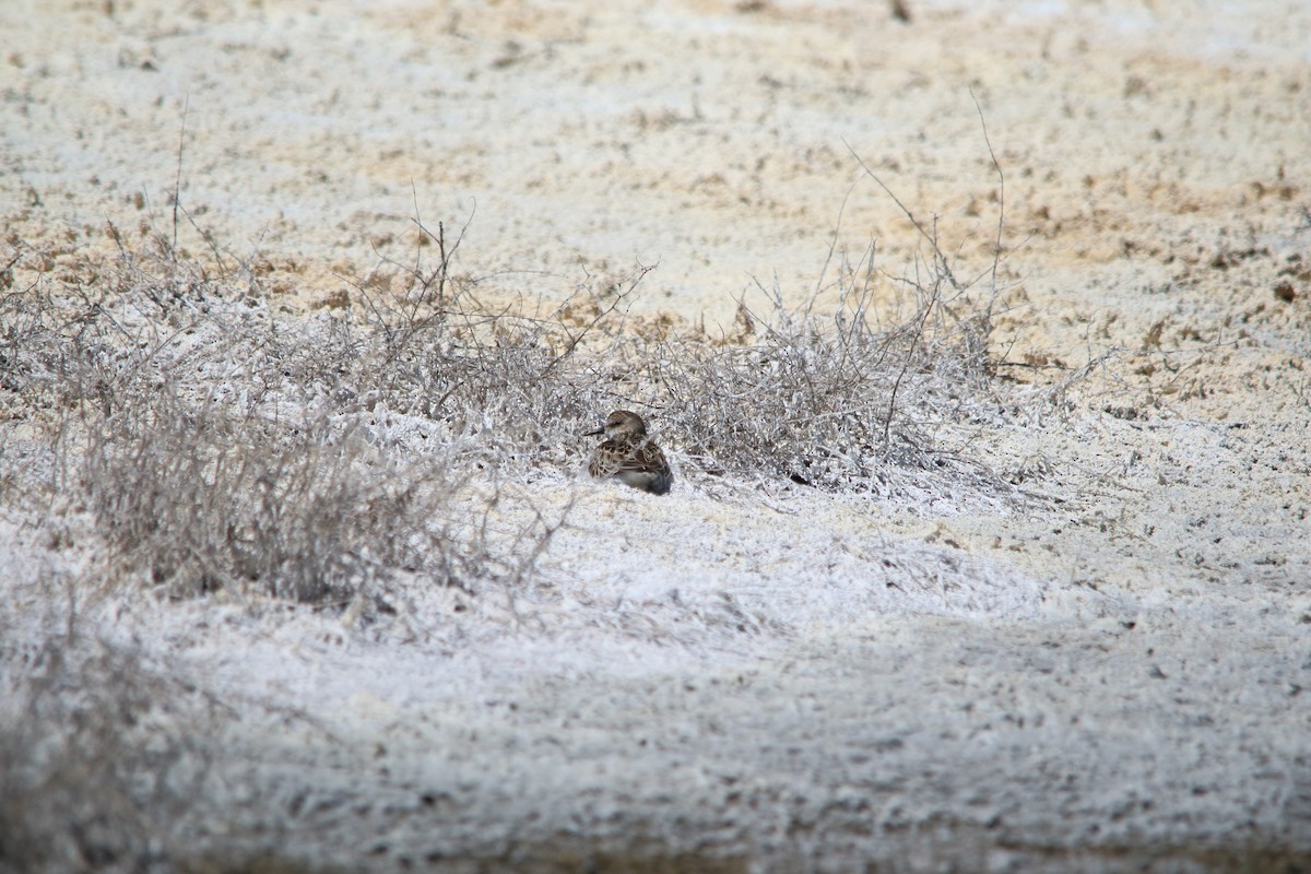 Semipalmated Sandpiper - ML620427832