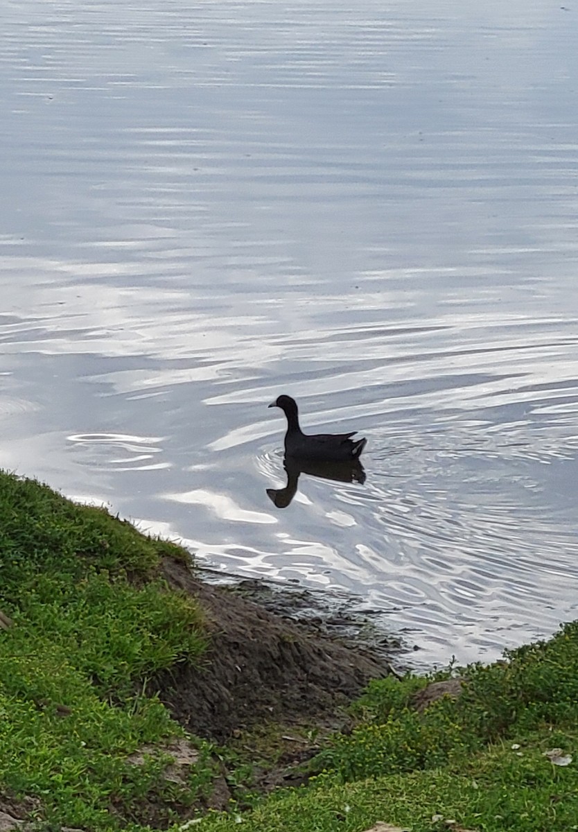 American Coot - ML620427835