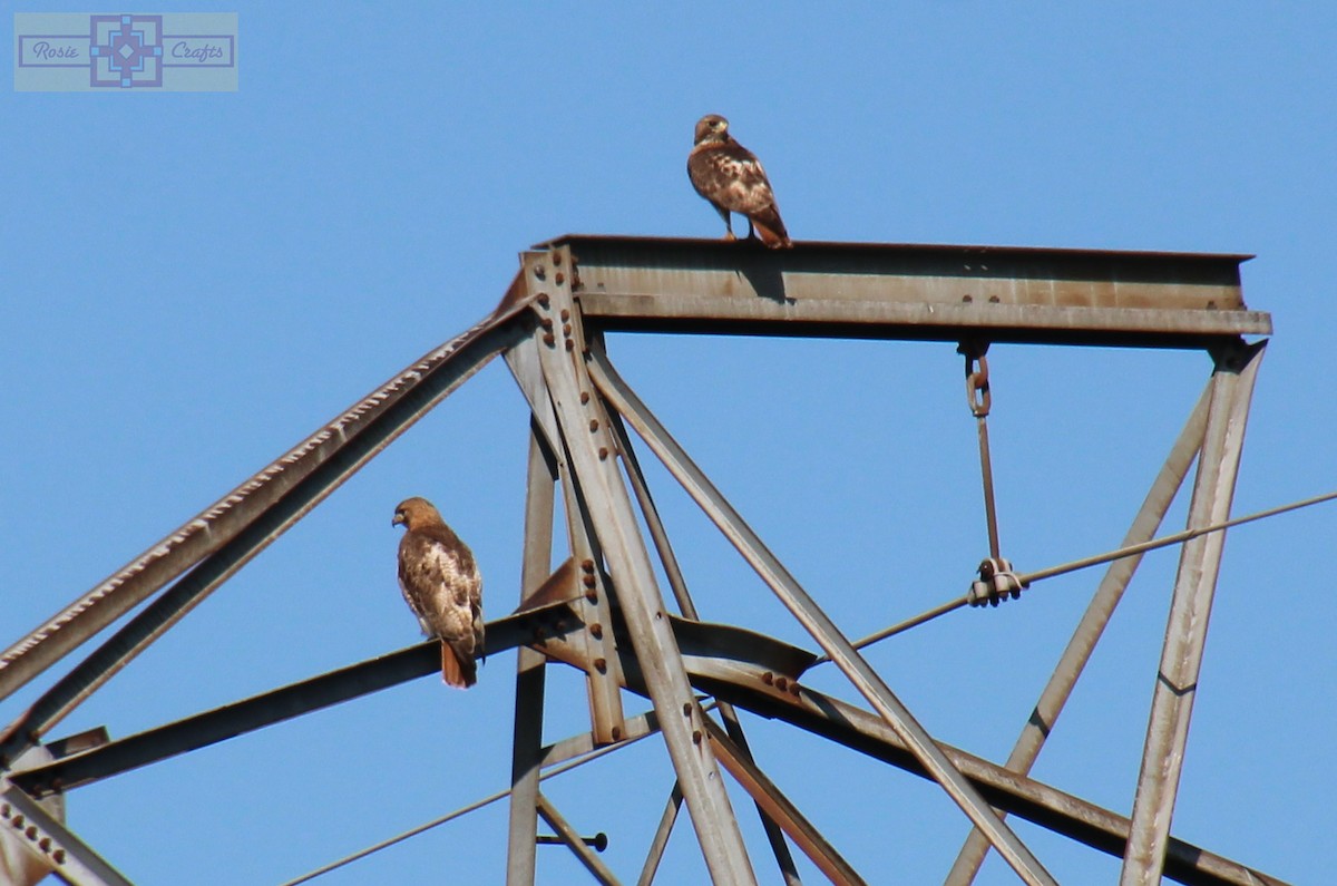 Red-tailed Hawk - ML620427844