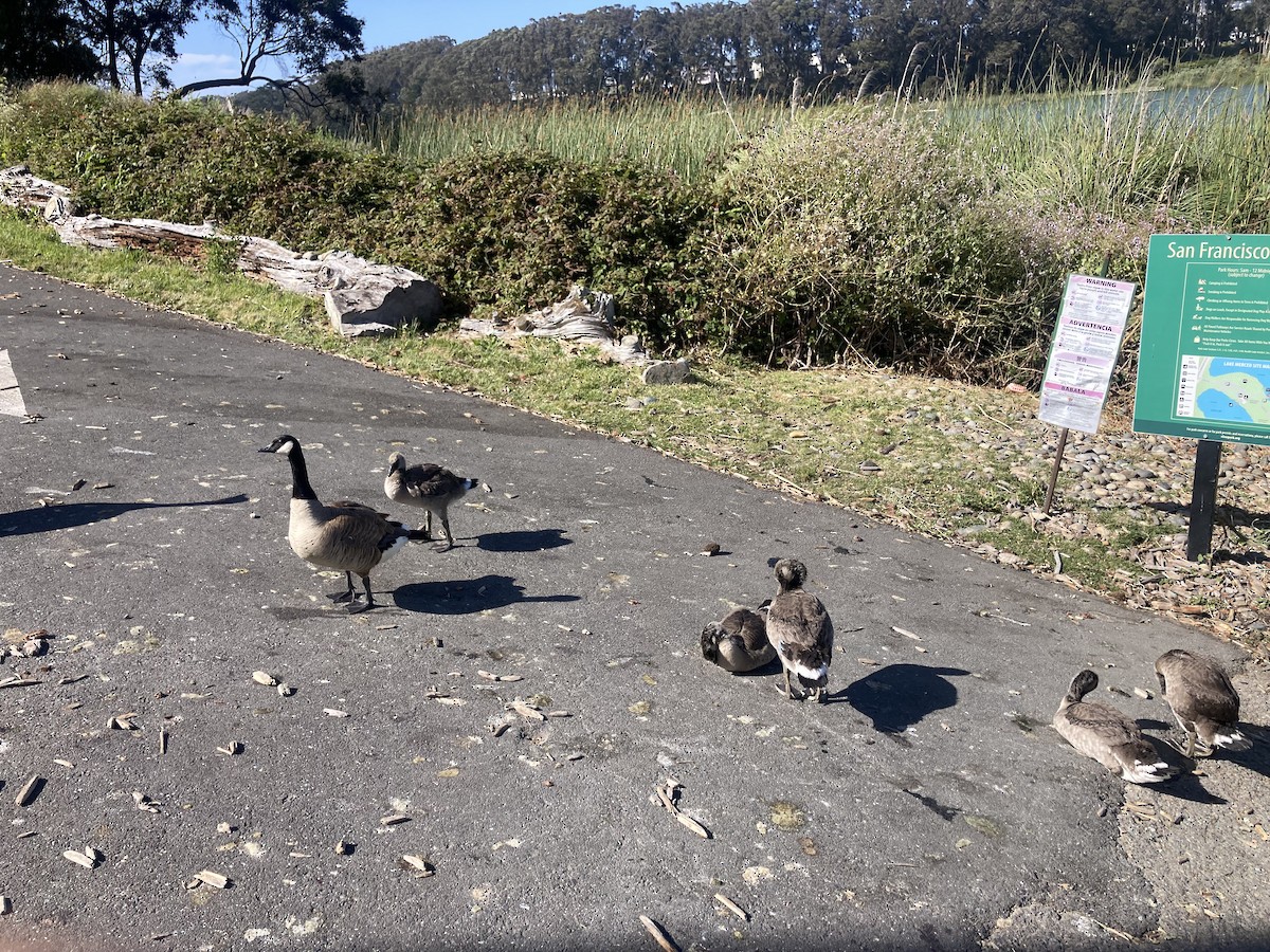 Canada Goose (moffitti/maxima) - ML620427852