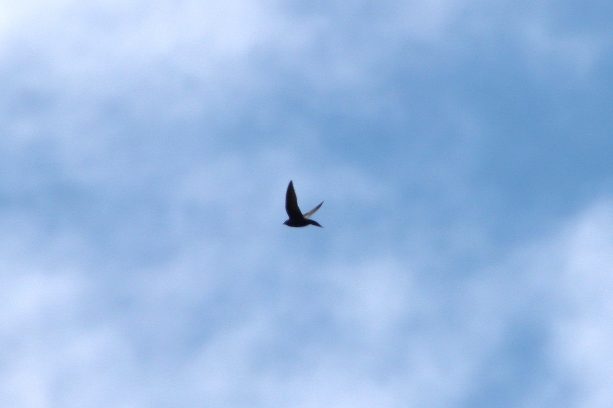 Golondrina Purpúrea - ML620427859