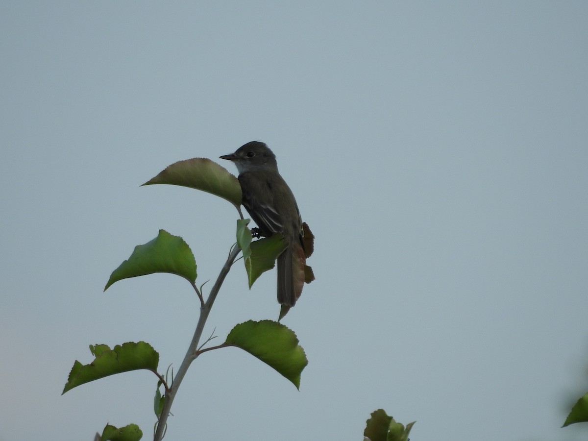 Willow Flycatcher - ML620427861