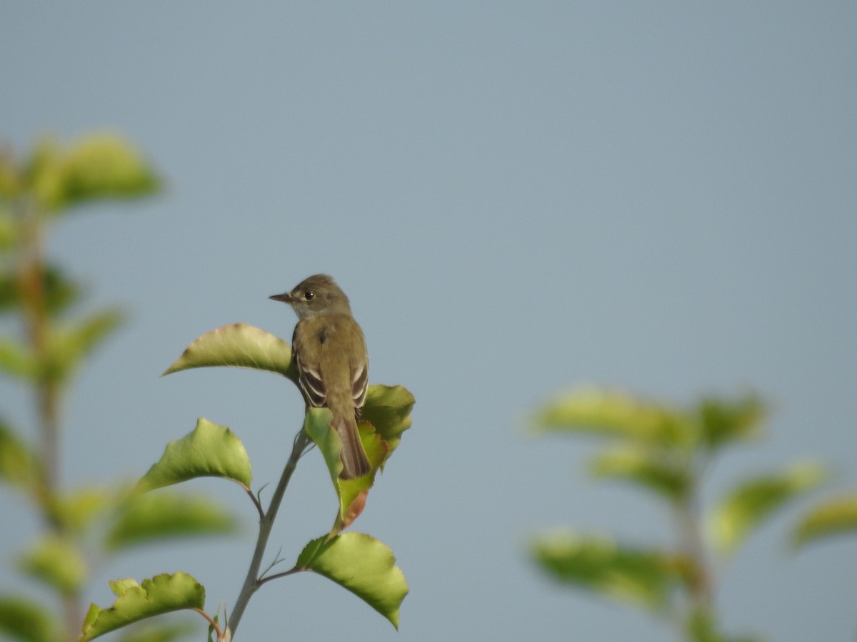 Willow Flycatcher - ML620427863