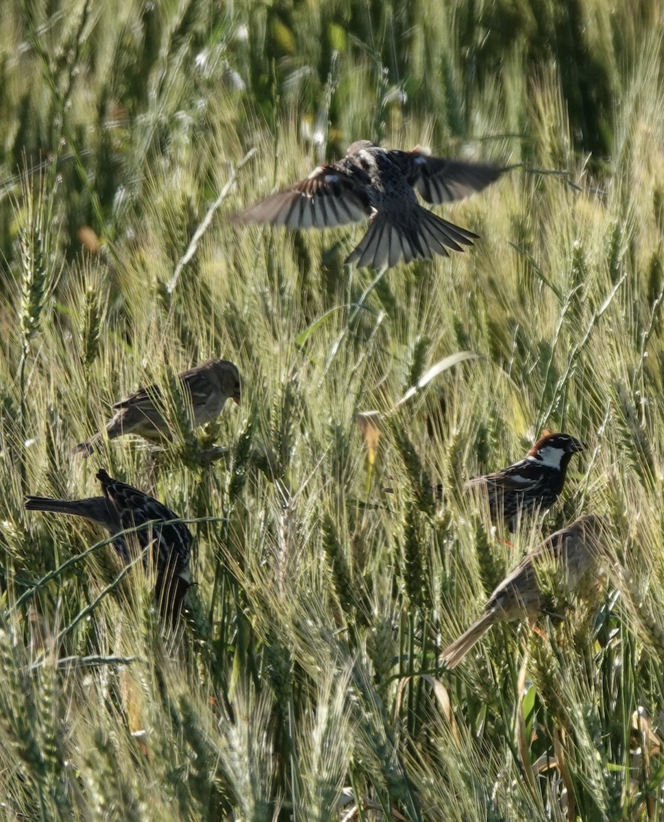 Spanish Sparrow - ML620427864