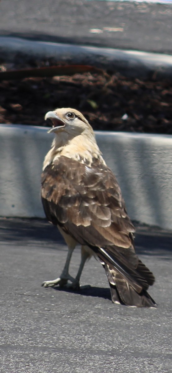 Yellow-headed Caracara - ML620427867