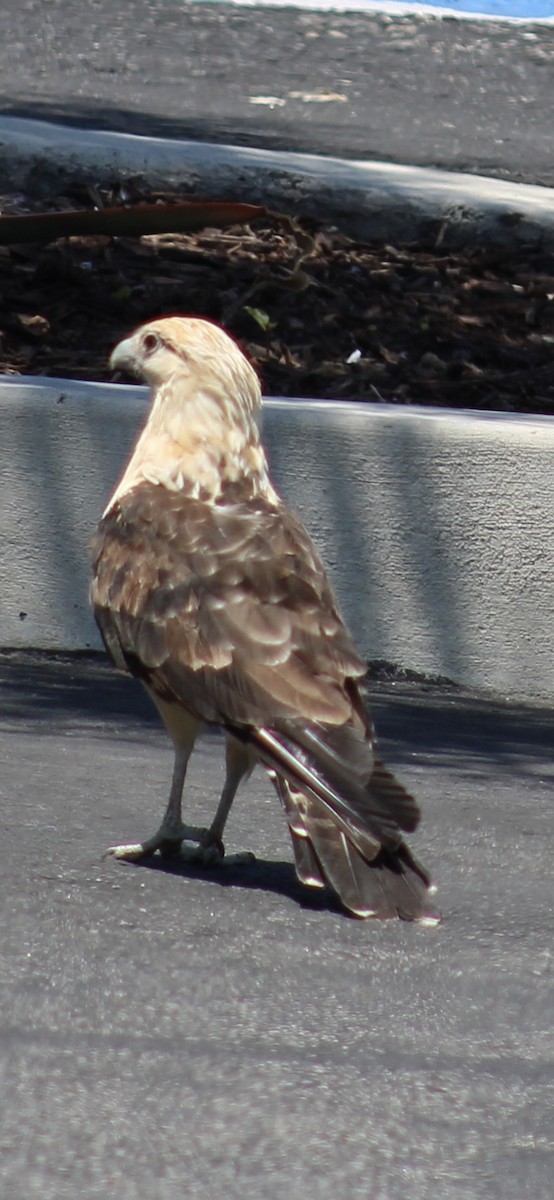 Caracara à tête jaune - ML620427868