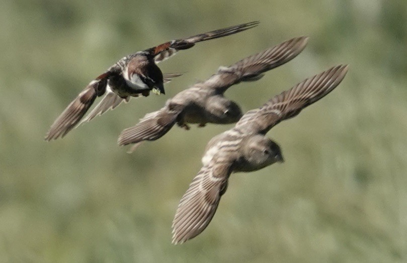 Spanish Sparrow - ML620427870