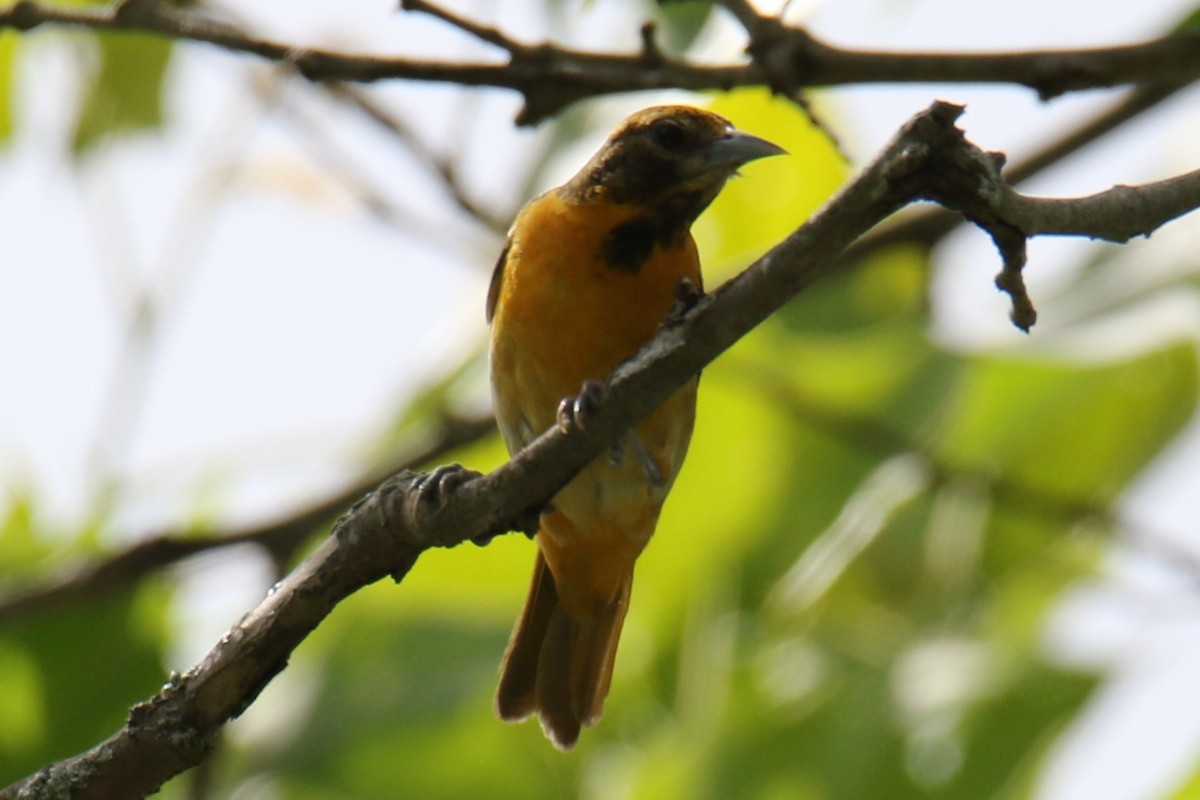 Oriole de Baltimore - ML620427877