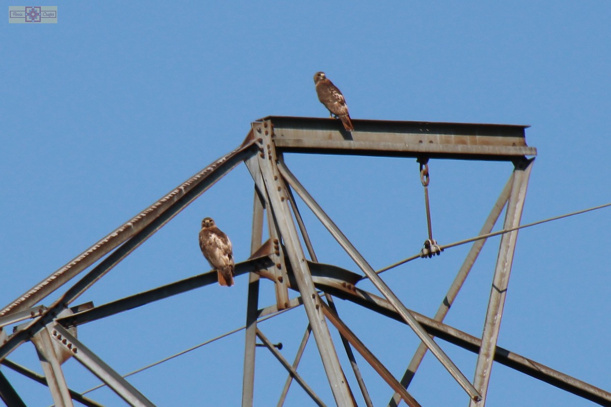 Red-tailed Hawk - ML620427878