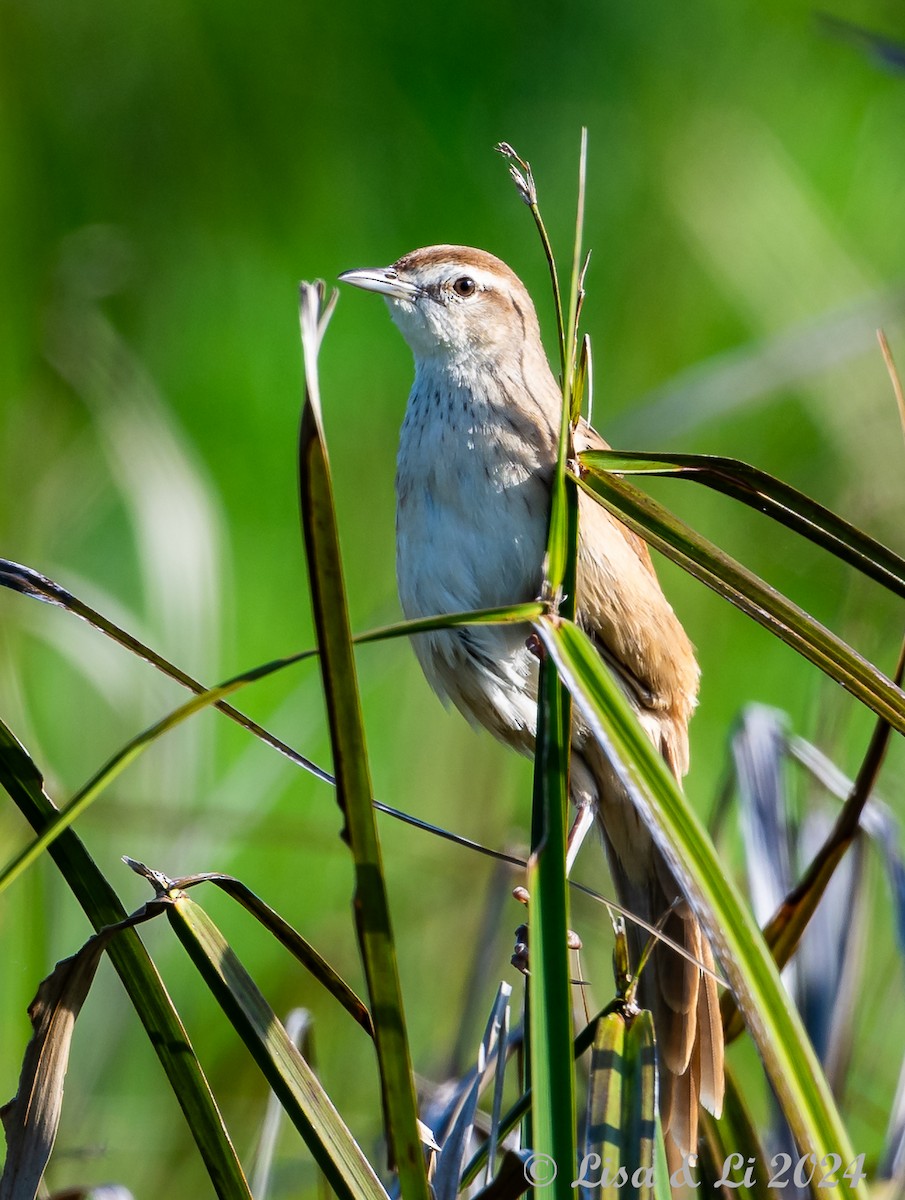 Striated Grassbird - ML620427879