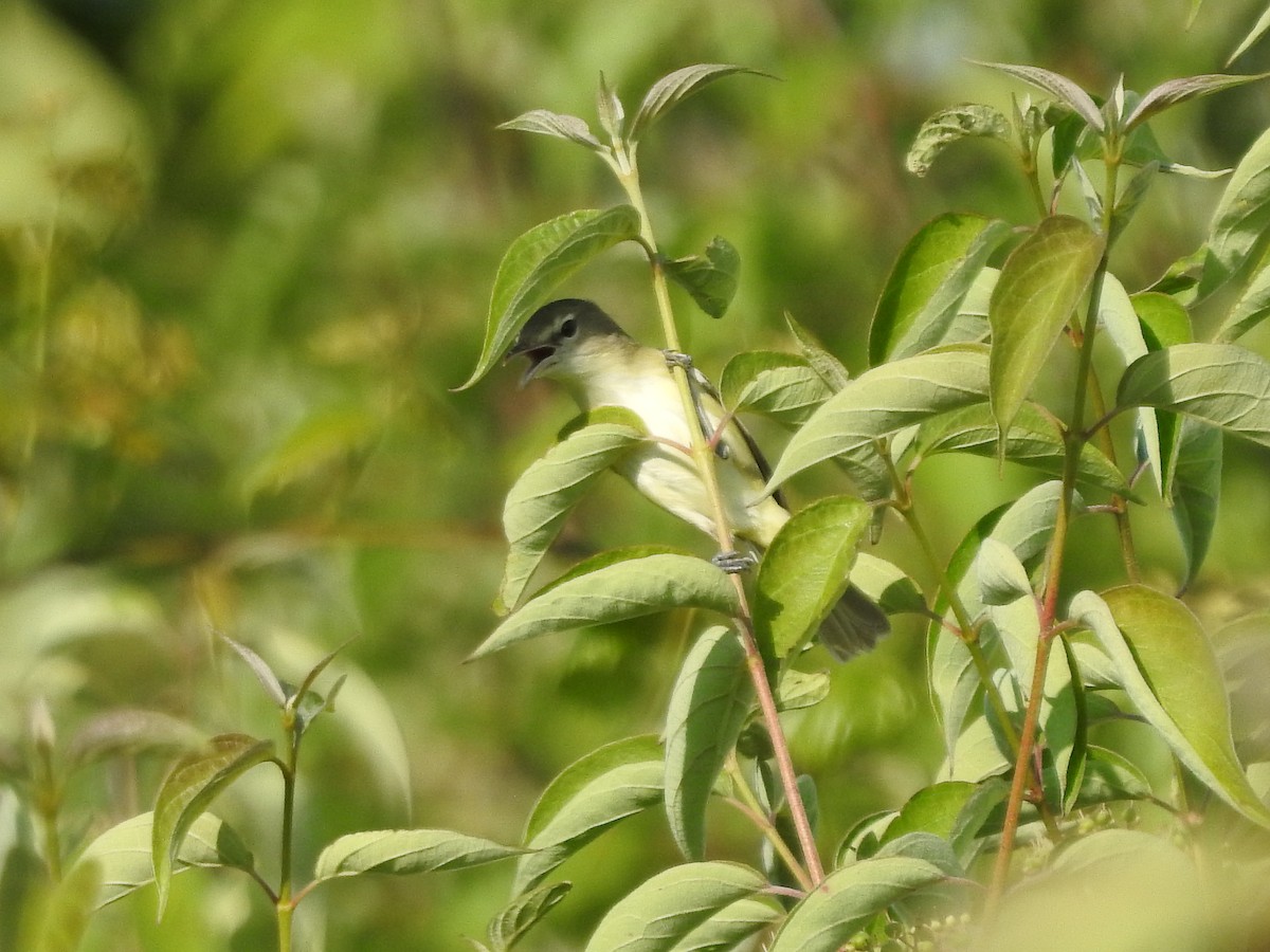 Vireo de Bell - ML620427886