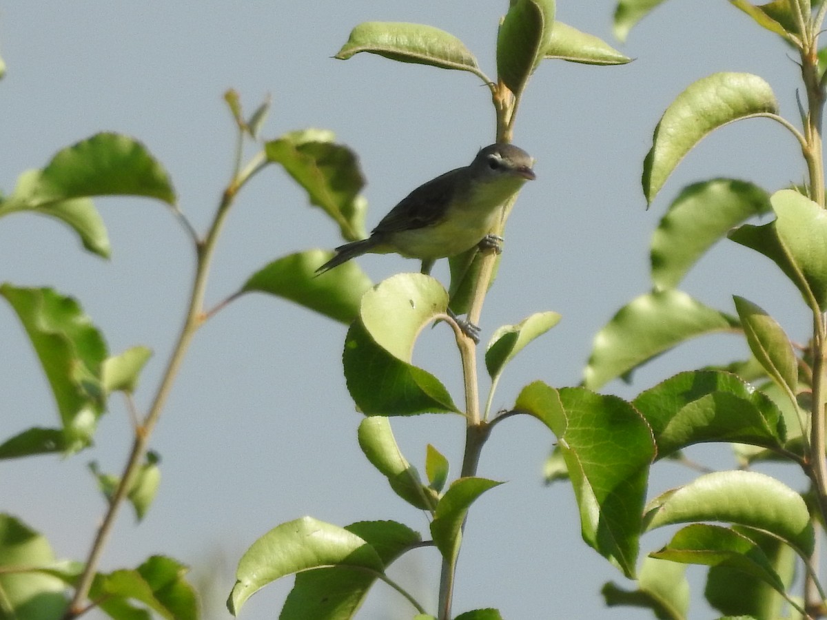 Braunaugenvireo - ML620427889