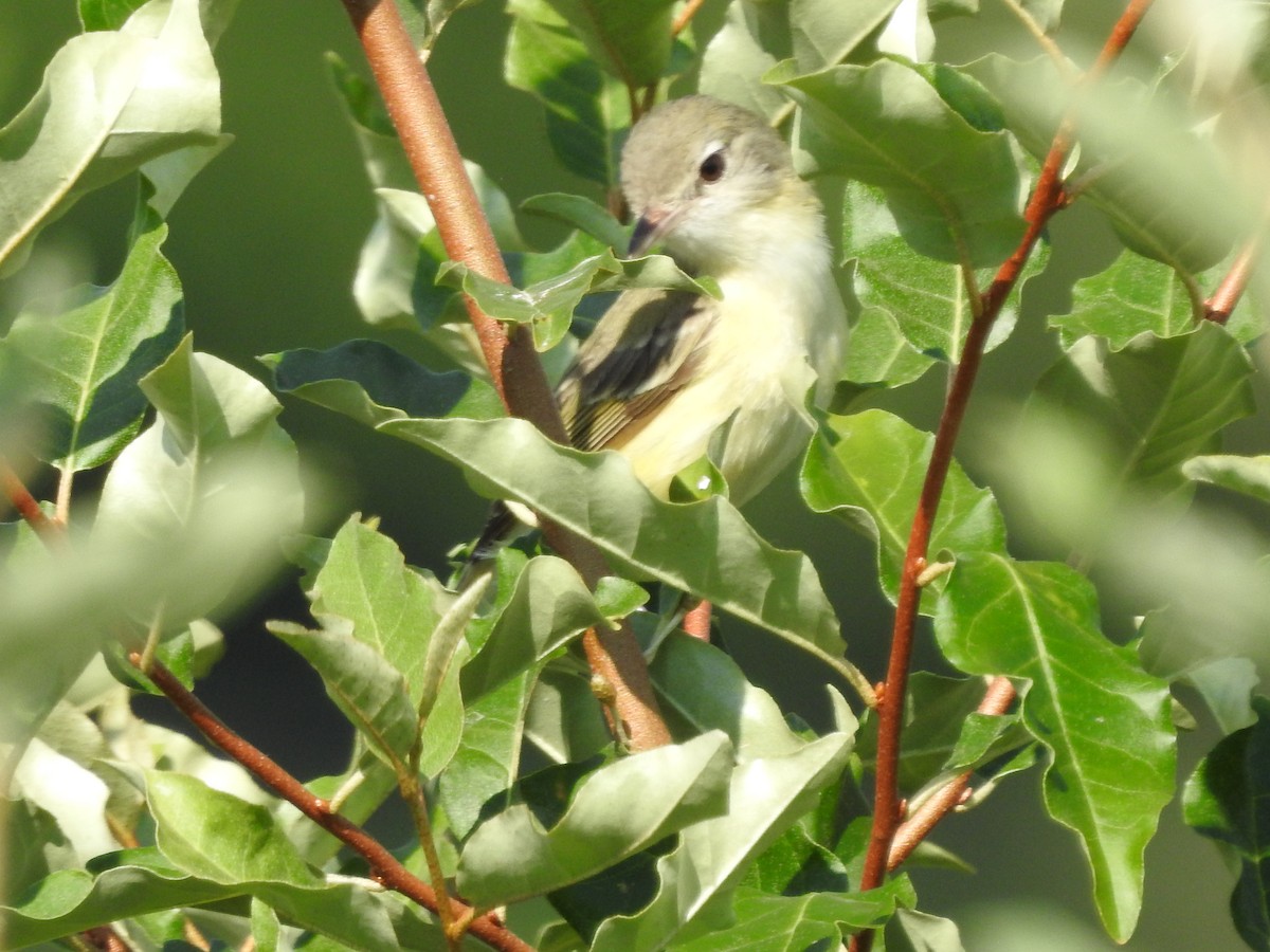 krattvireo - ML620427890