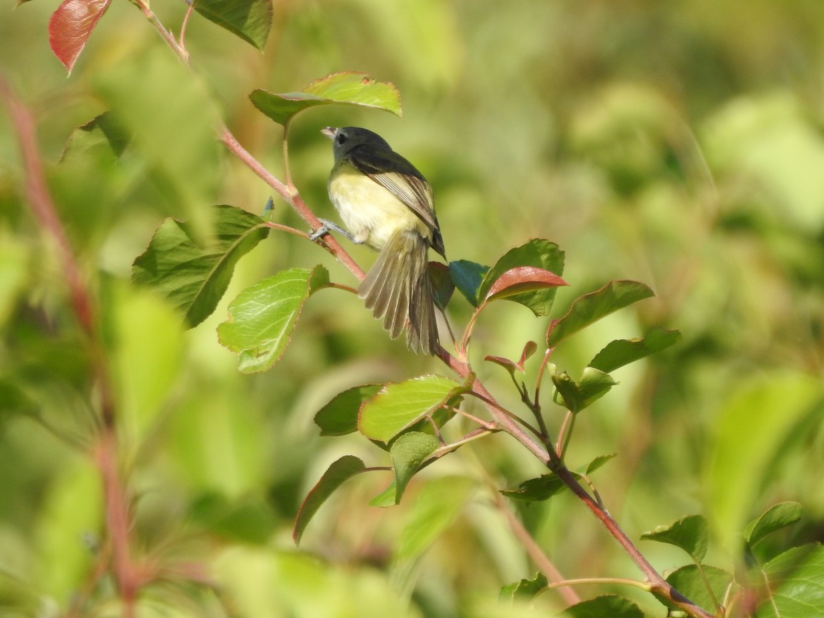 Braunaugenvireo - ML620427893