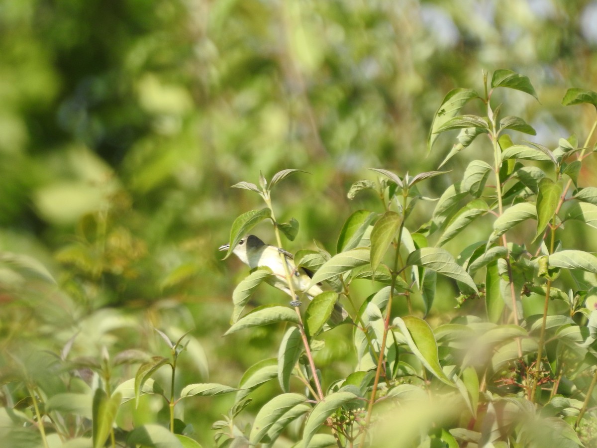 Bell's Vireo - ML620427896