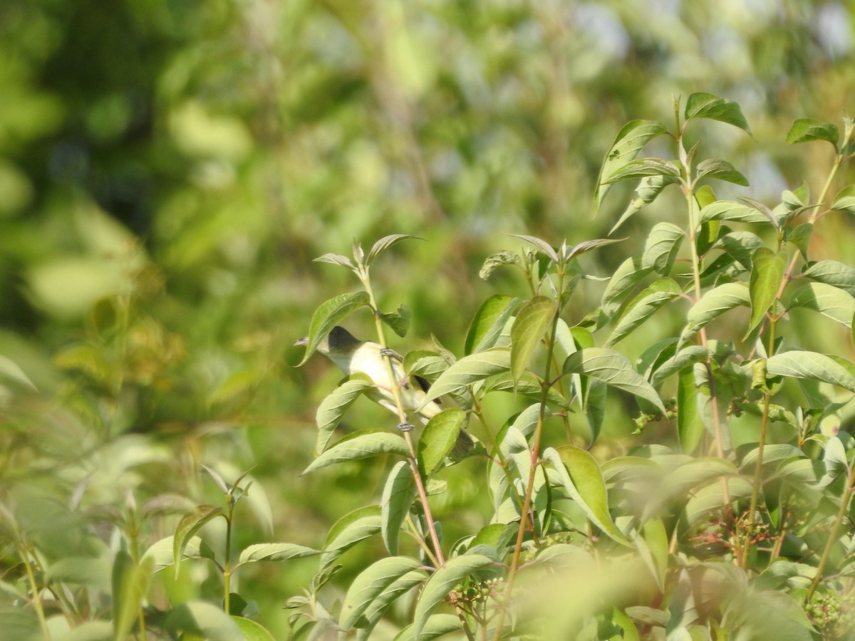 Bell's Vireo - ML620427897