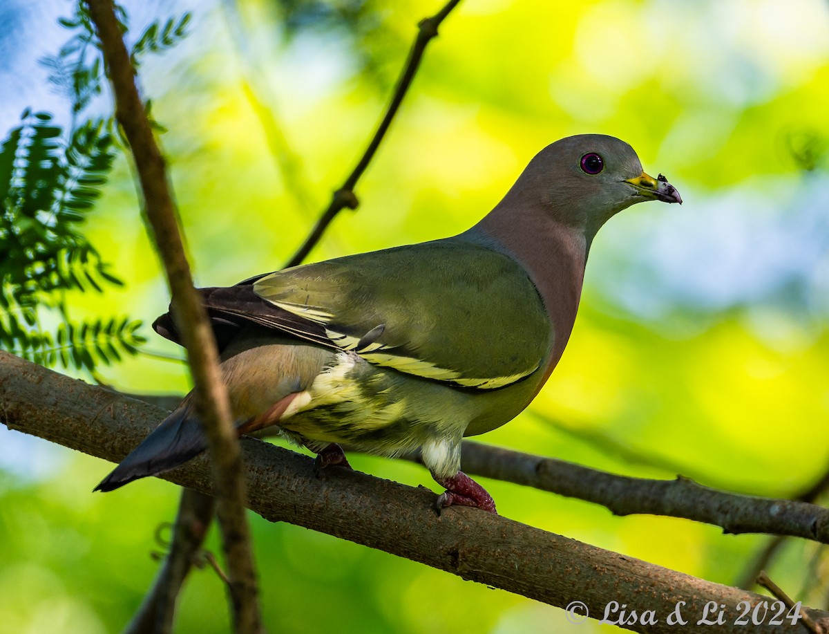 Pink-necked Green-Pigeon - ML620427899