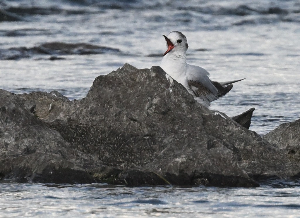 Little Gull - ML620427901