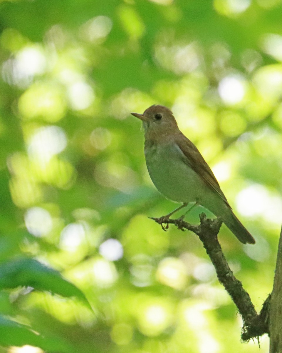 Veery - ML620427902