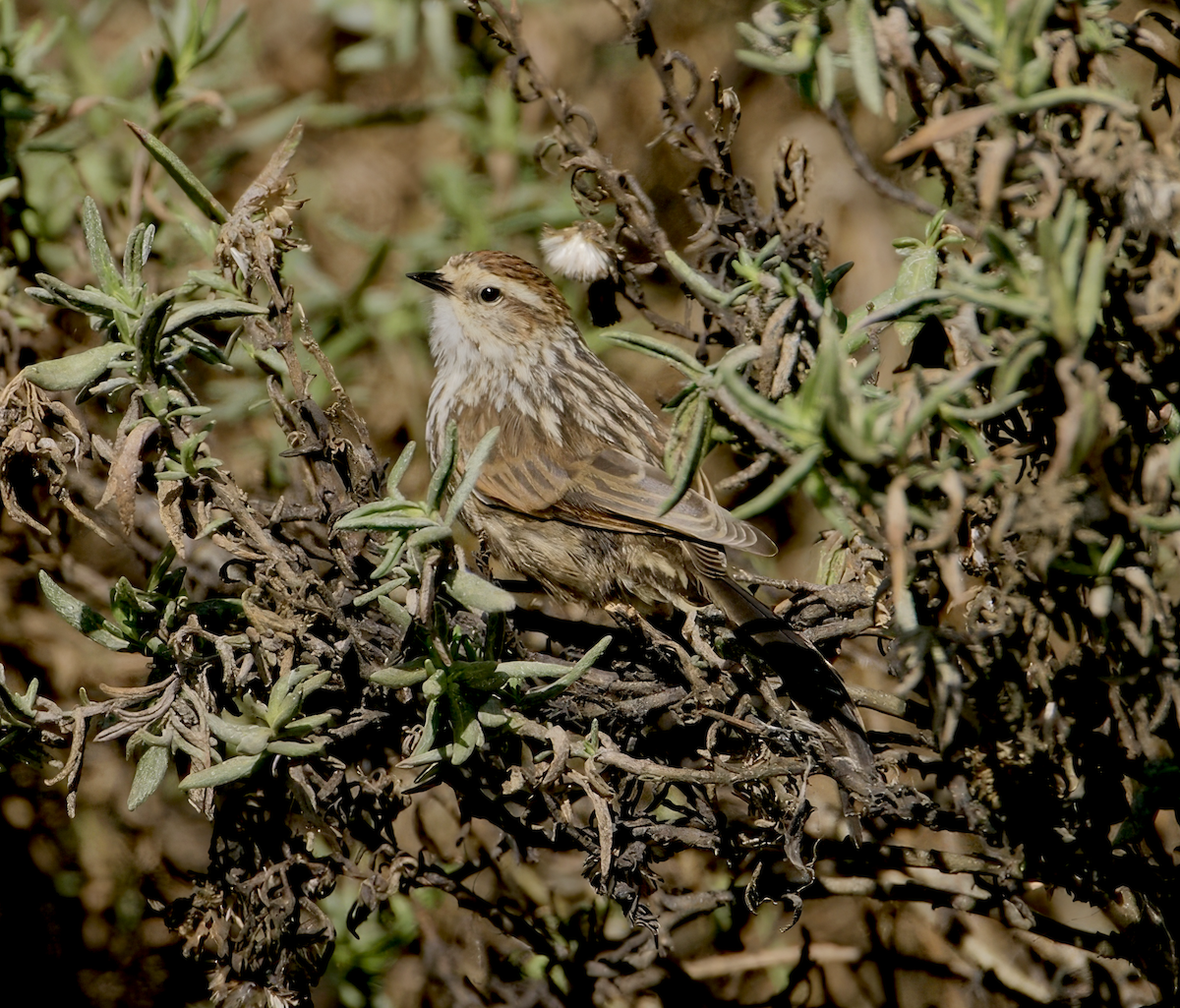 Andean Tit-Spinetail - ML620427905