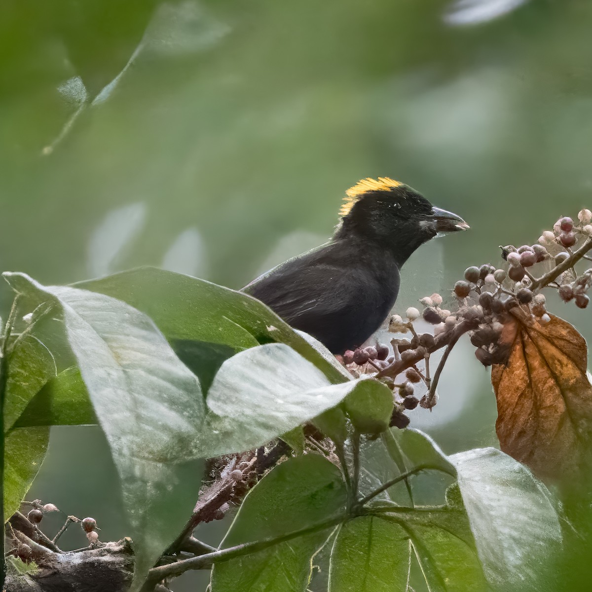 Tawny-crested Tanager - ML620427923