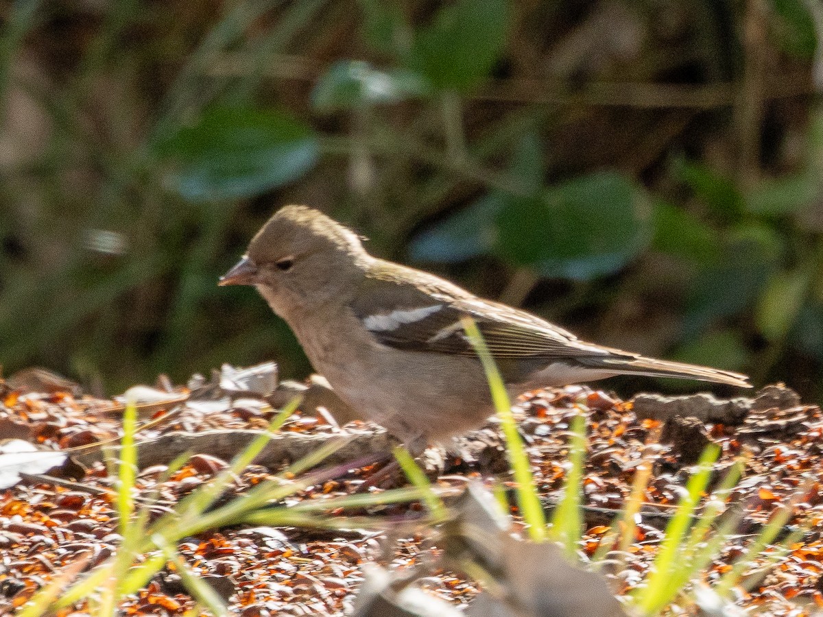 African Chaffinch - ML620427927