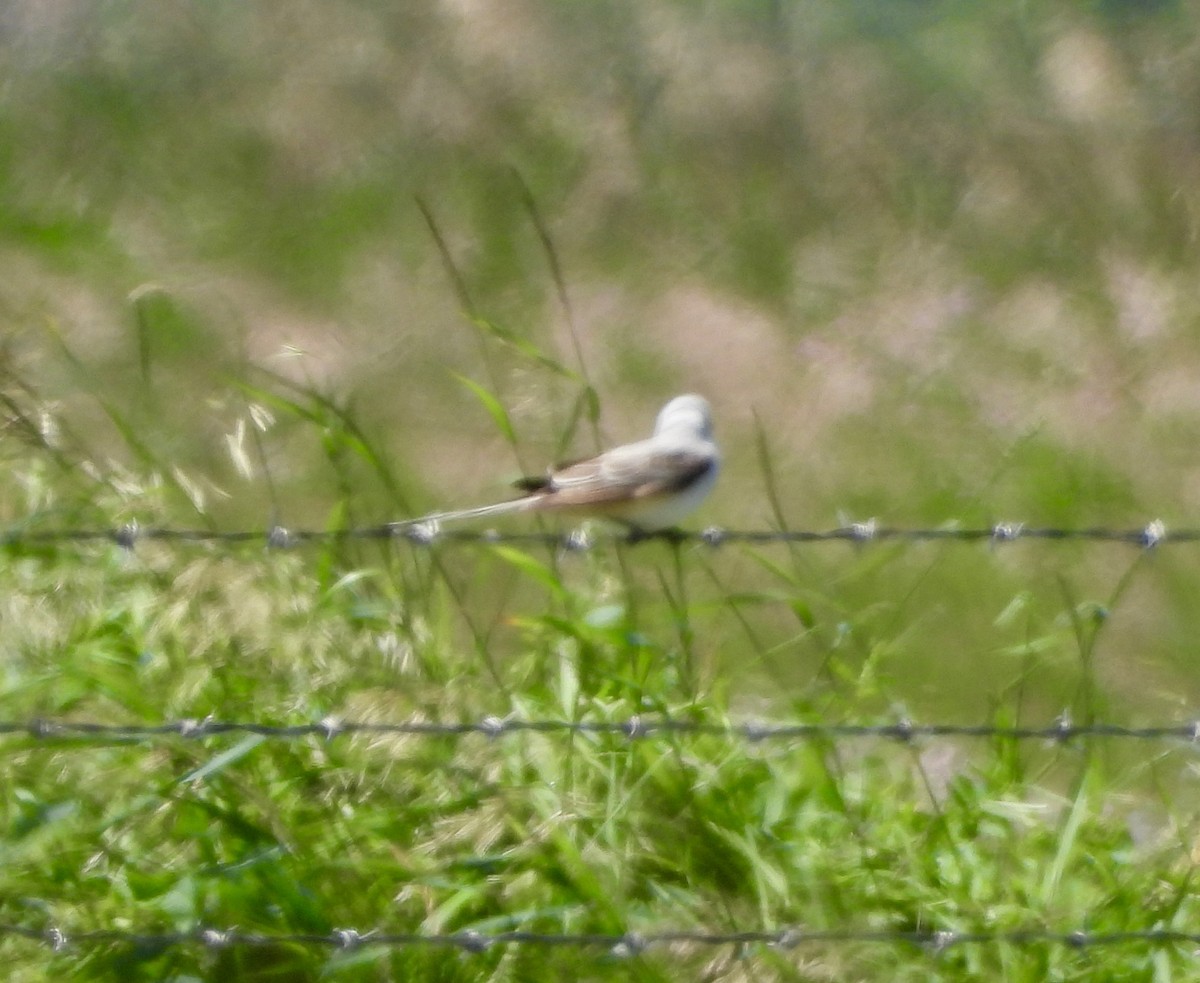 Scherenschwanz-Königstyrann - ML620427928