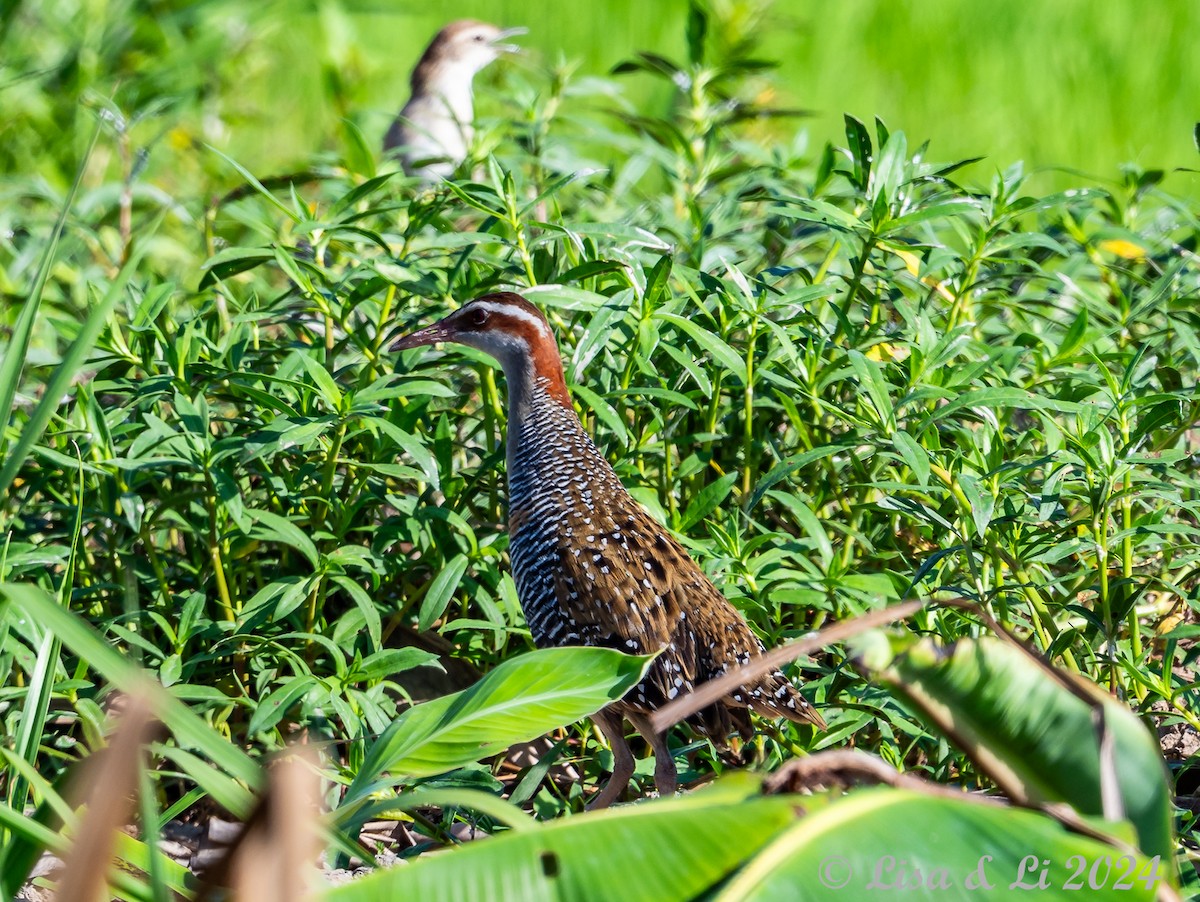 Buff-banded Rail - ML620427932