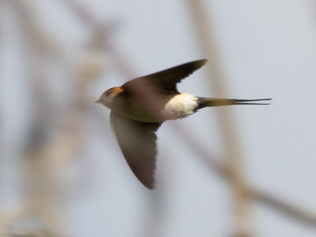 Barn Swallow - ML620427933