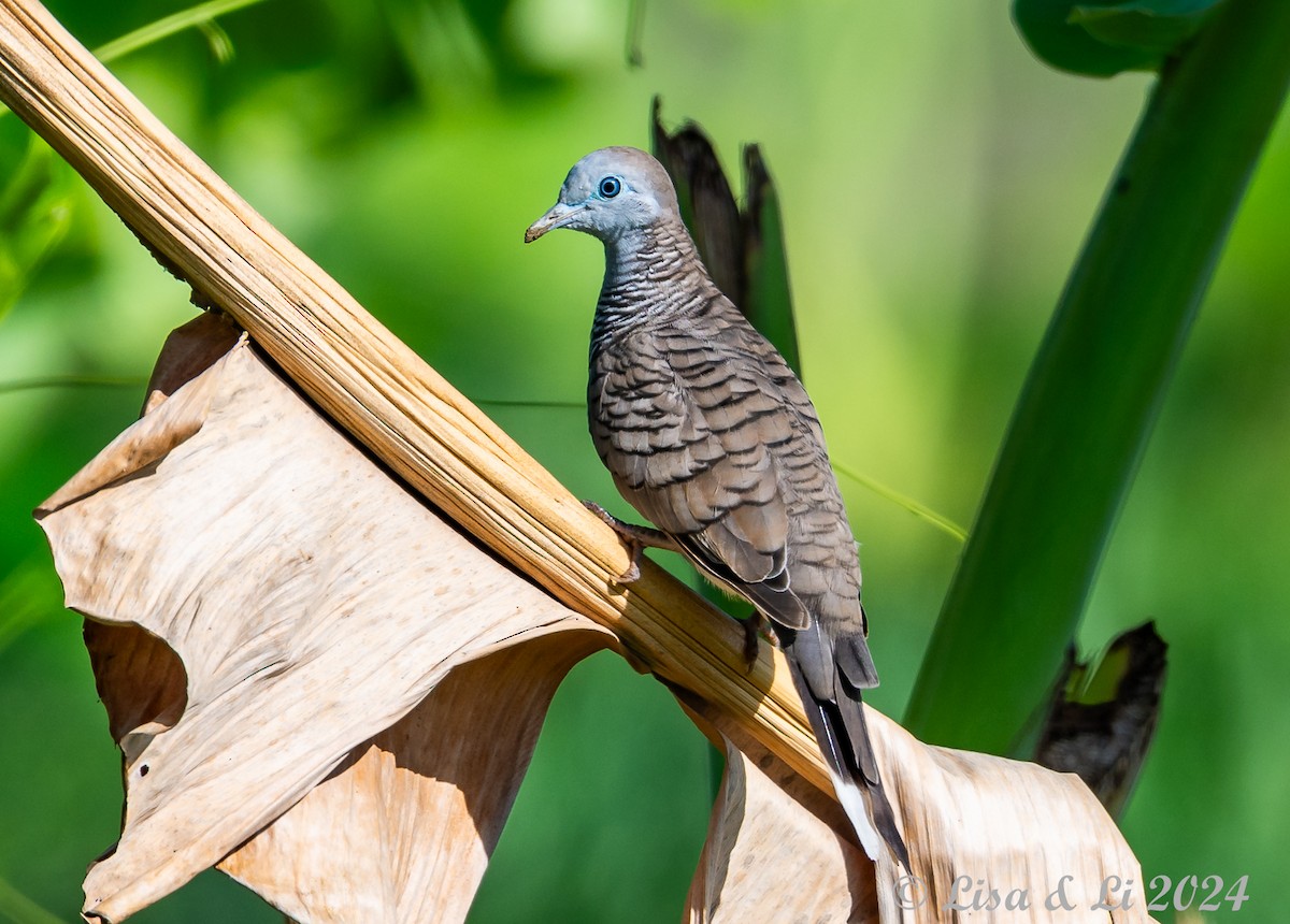 Zebra Dove - ML620427935