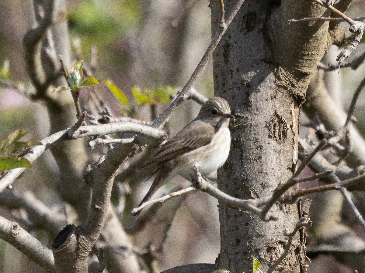 Spotted Flycatcher - ML620427936