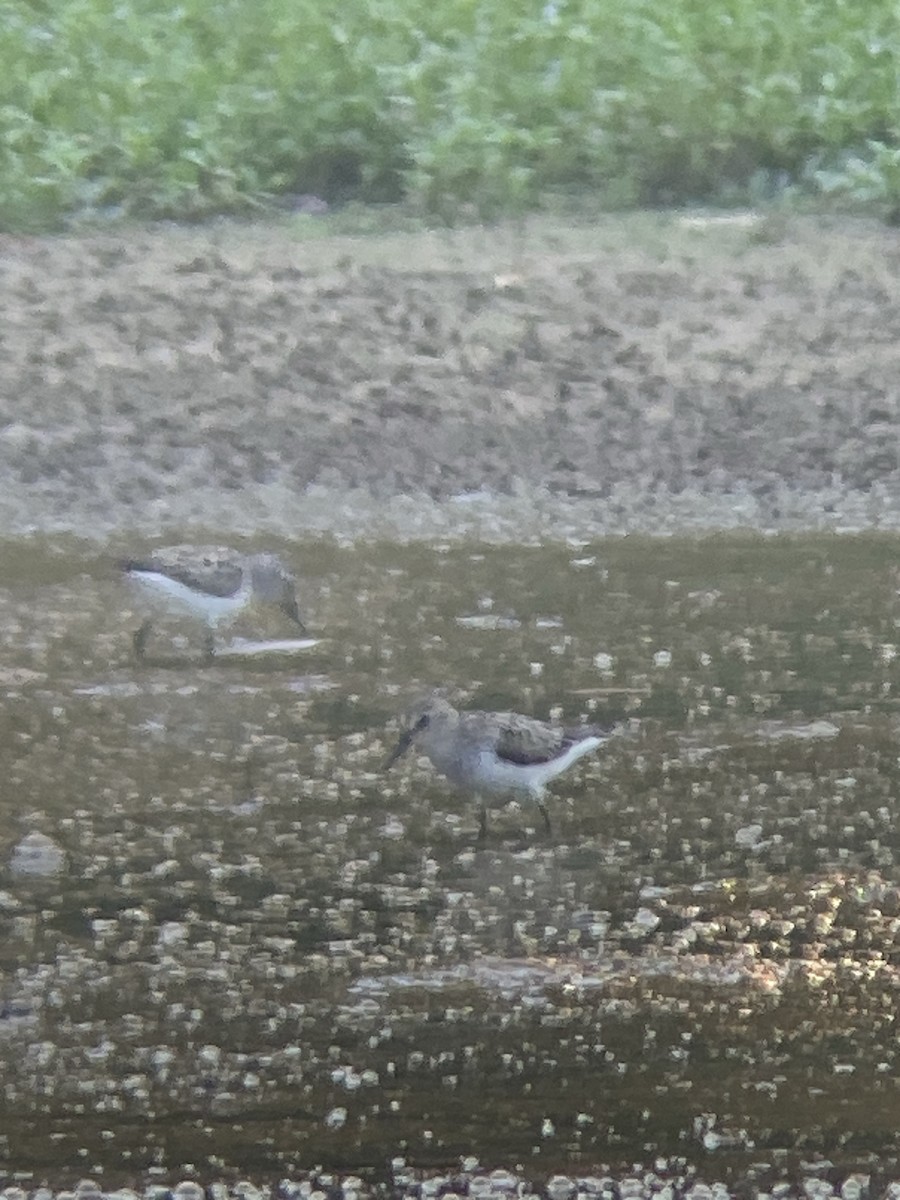 Semipalmated Sandpiper - ML620427941