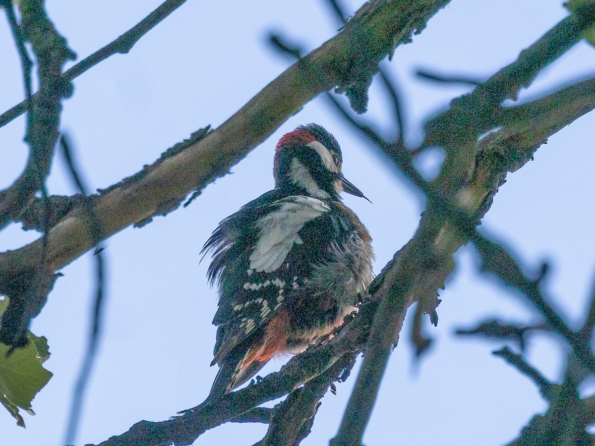 Great Spotted Woodpecker - ML620427947