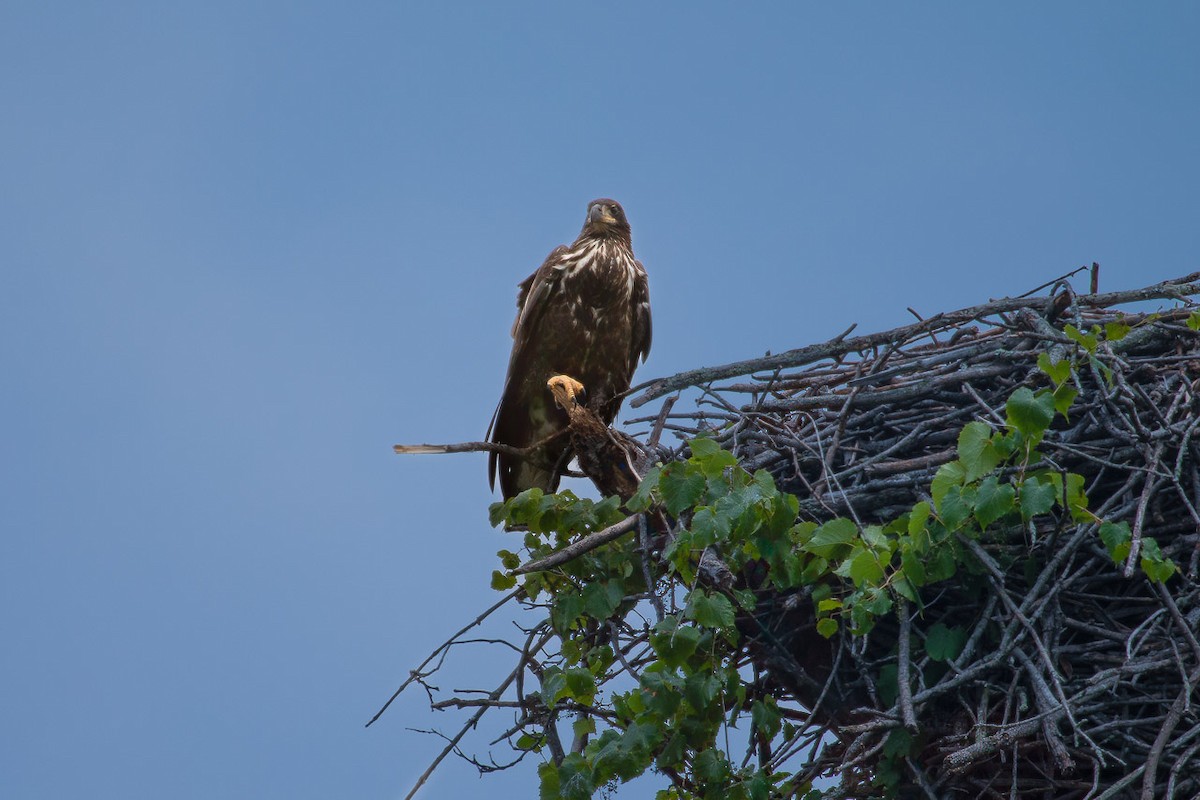 Bald Eagle - ML620427948