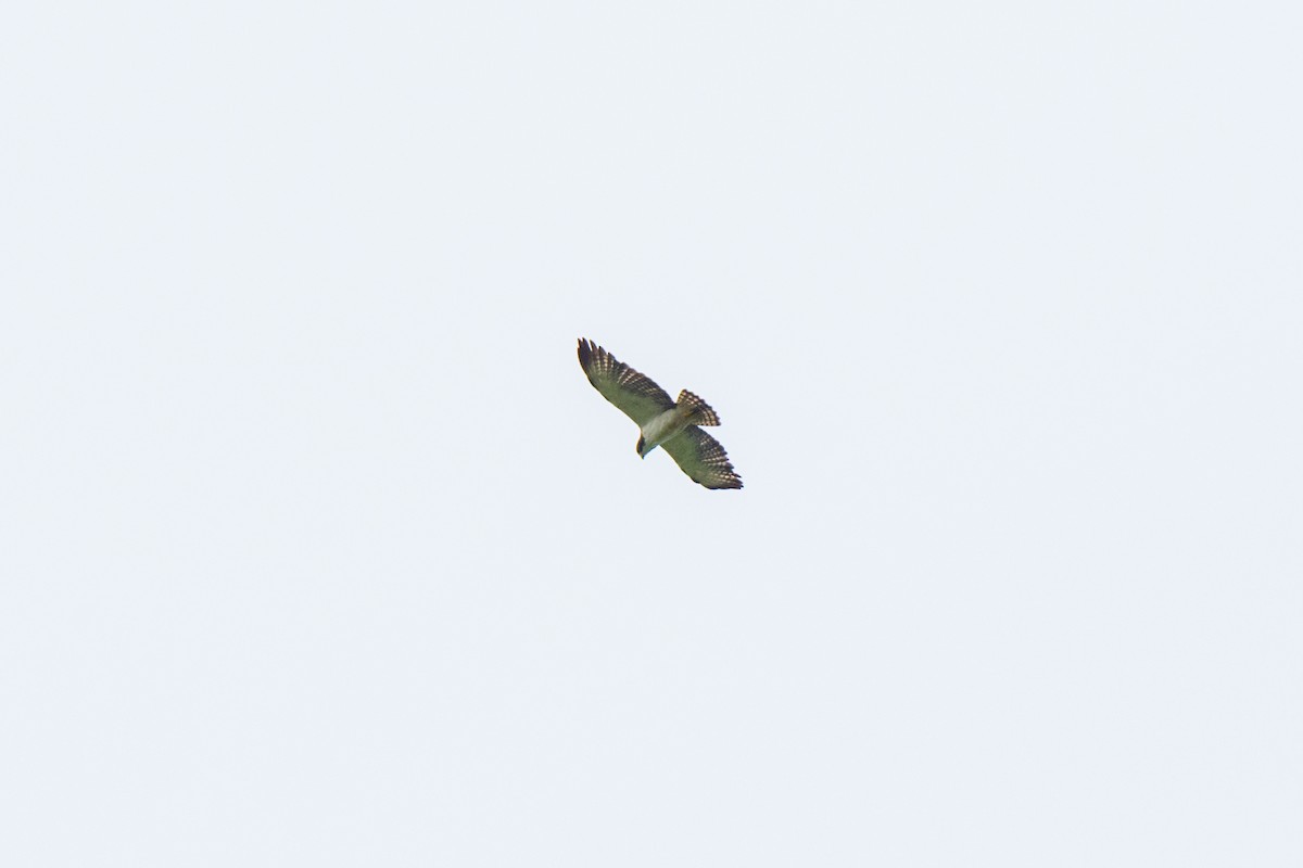 Short-tailed Hawk - ML620427950