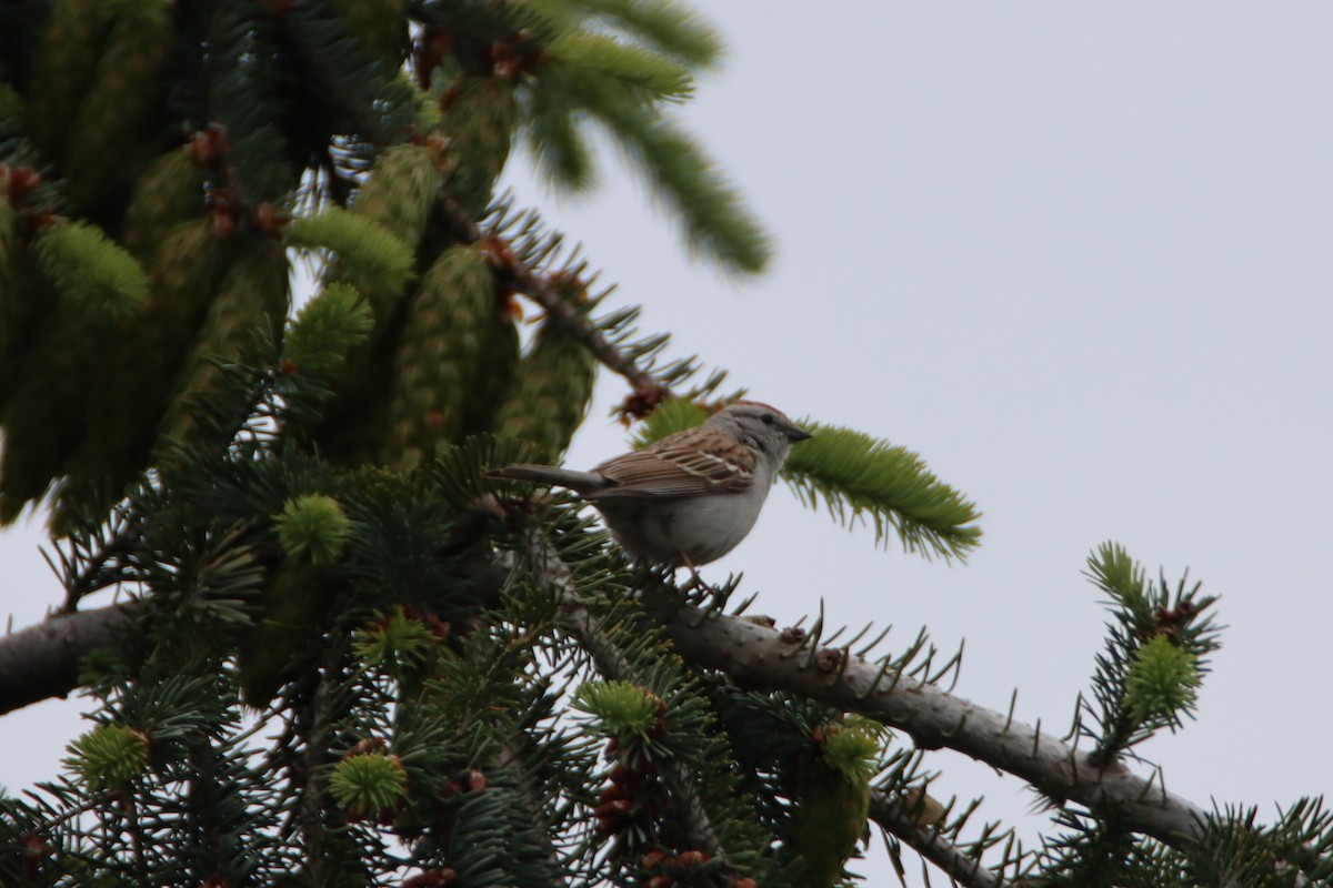 Chipping Sparrow - ML620427952