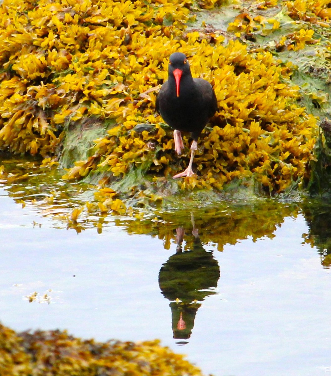 Black Oystercatcher - ML620427954