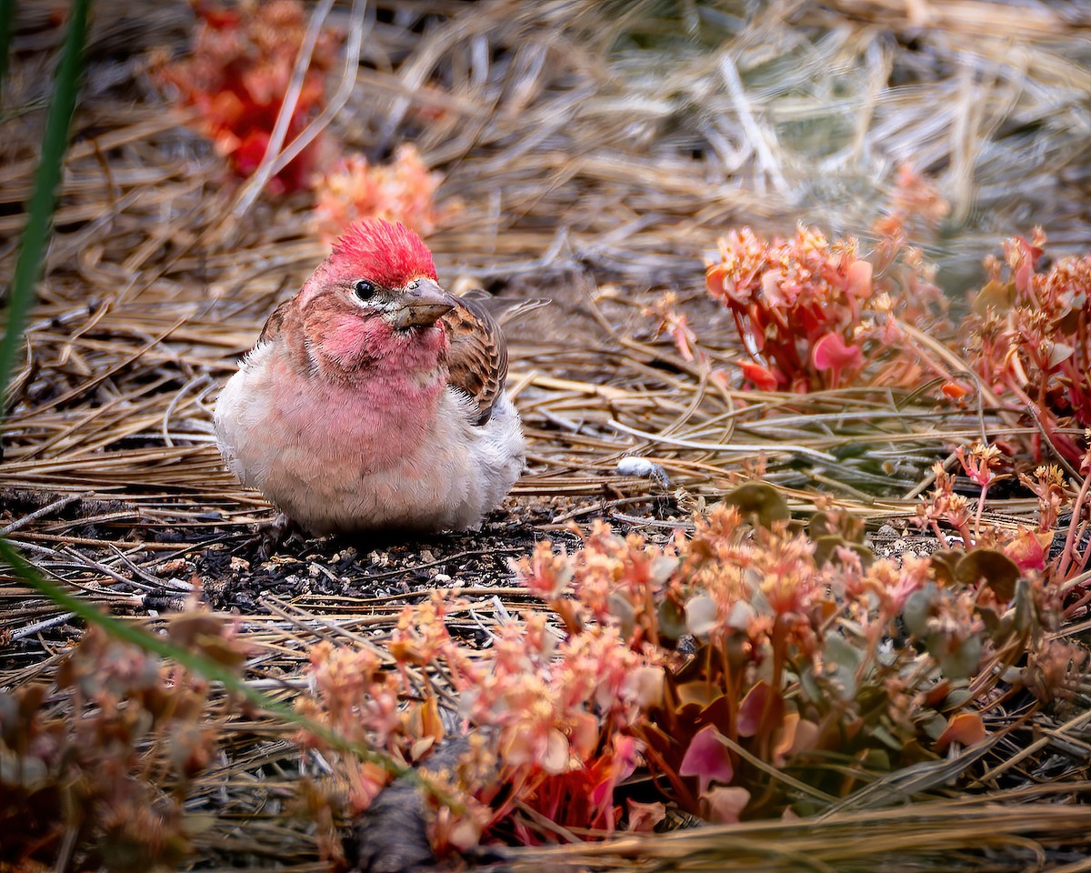 Cassin's Finch - ML620427955