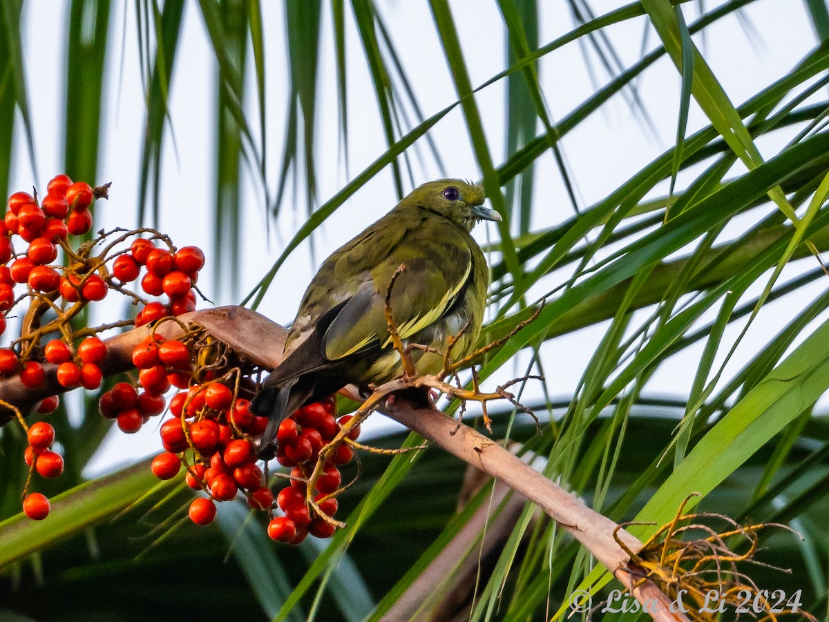 Pink-necked Green-Pigeon - ML620427956