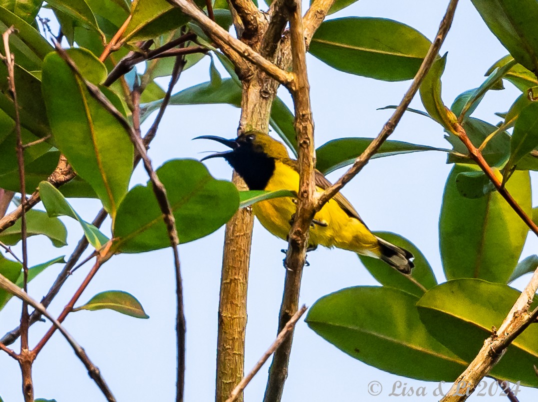 Ornate Sunbird (Ornate) - ML620427959