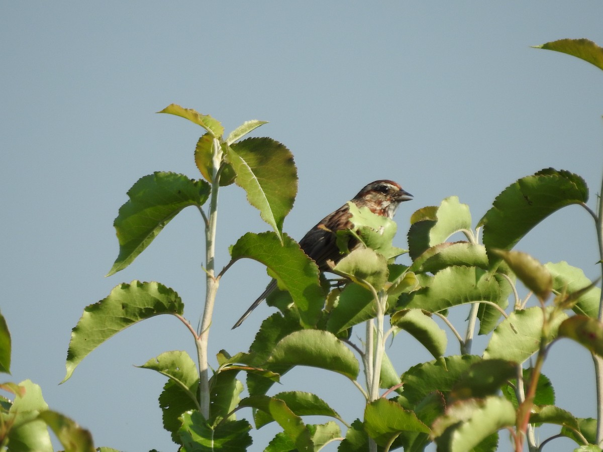 Song Sparrow - ML620427960