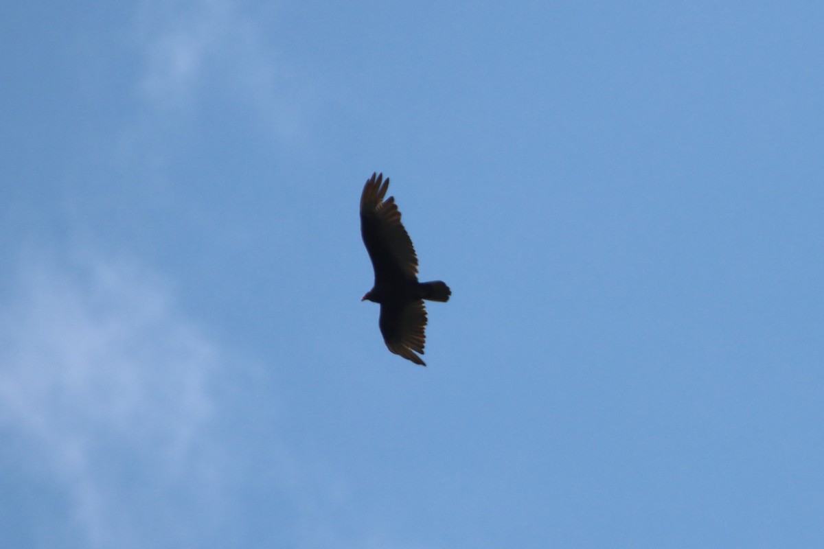 Turkey Vulture - ML620427963