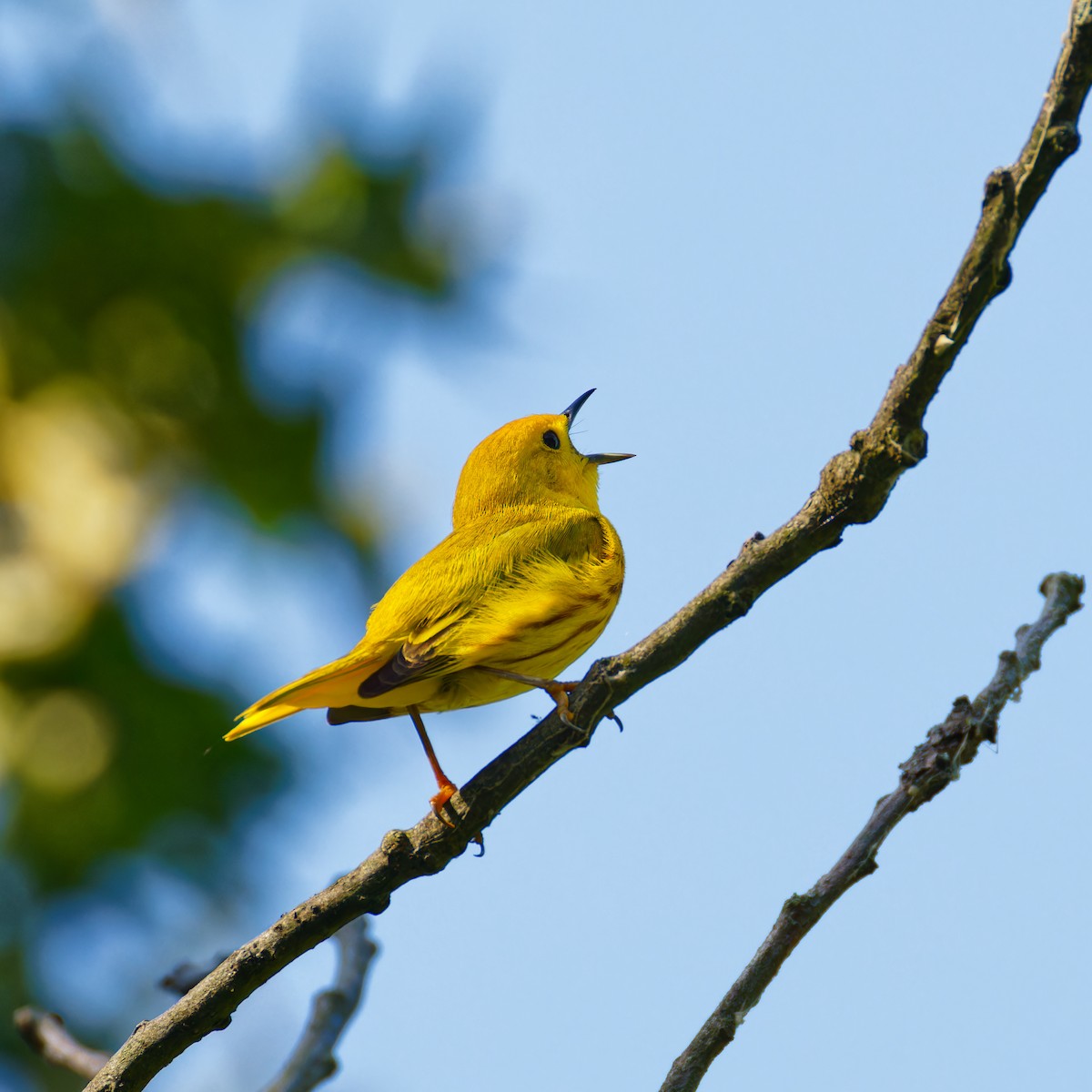 Paruline jaune - ML620427964