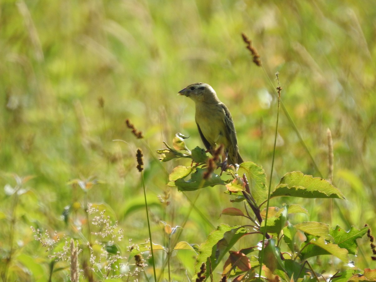 bobolink americký - ML620427966