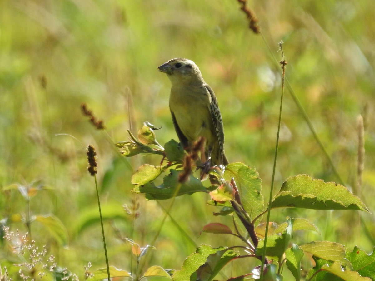 bobolink americký - ML620427967