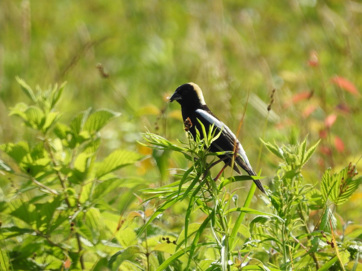 bobolink americký - ML620427969