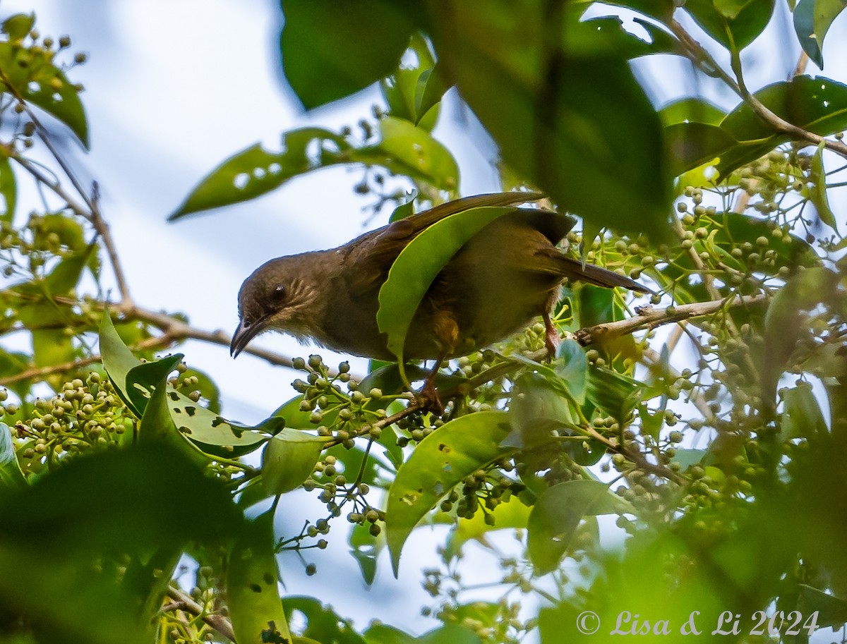 Olive-winged Bulbul - ML620427971