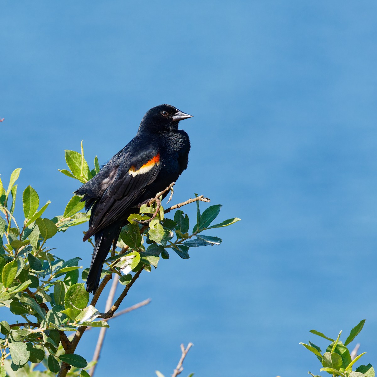 Red-winged Blackbird - ML620427972