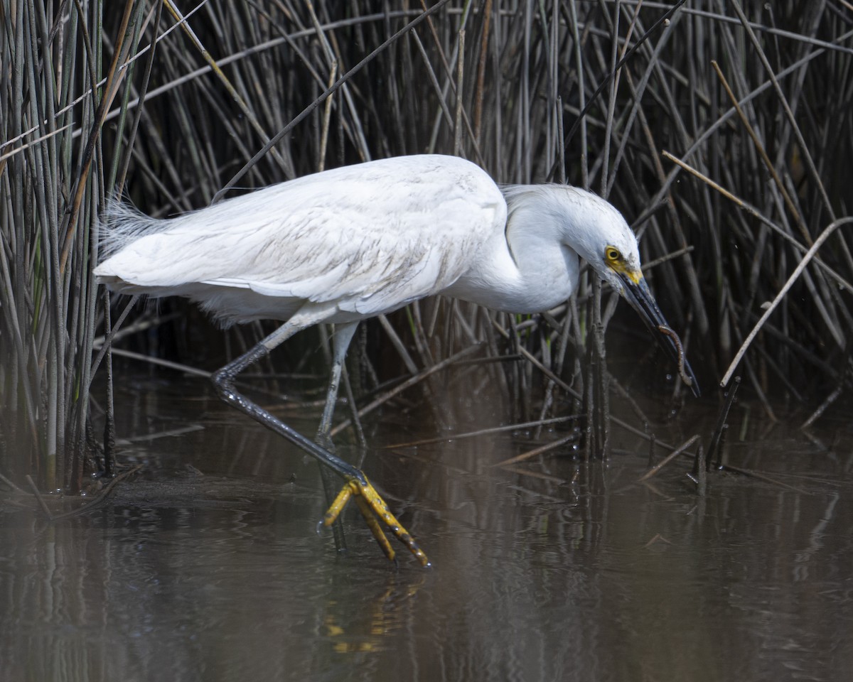 Snowy Egret - ML620427976